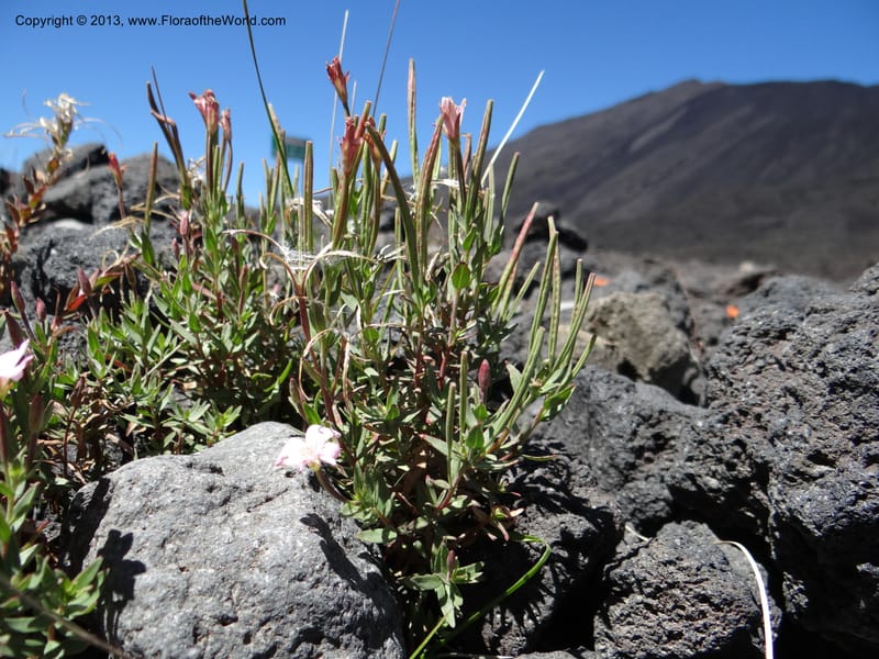 Epilobium, WDS 34141--Chile. P.N. Laguna del Laja. Ski lodge. 18 Feb 2013. DSC01783 (5).JPG