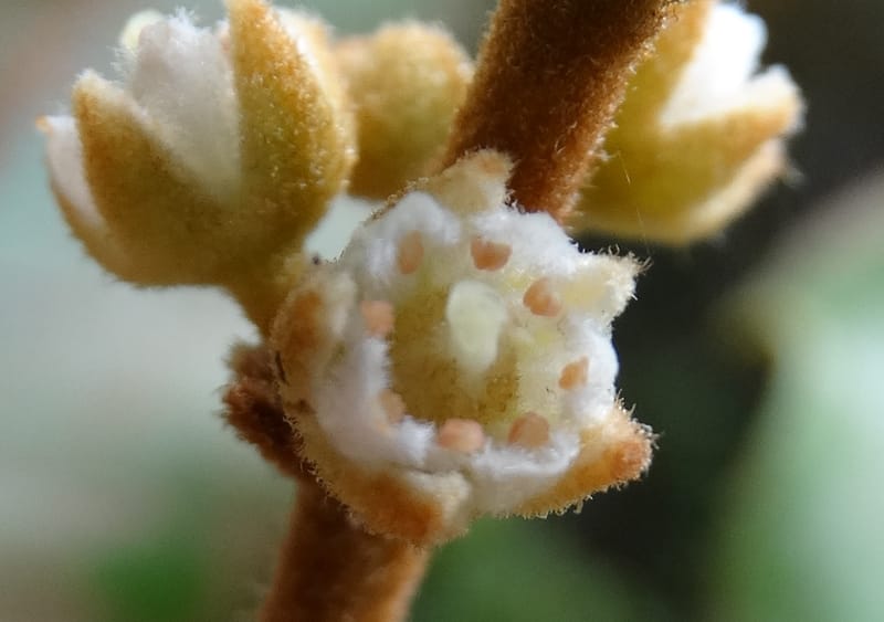 Storthocalyx sordidus, Callmander, M 1230--New Caledonia. Haute Robinson. 11 Nov. 2015. DSC00909 (85).JPG