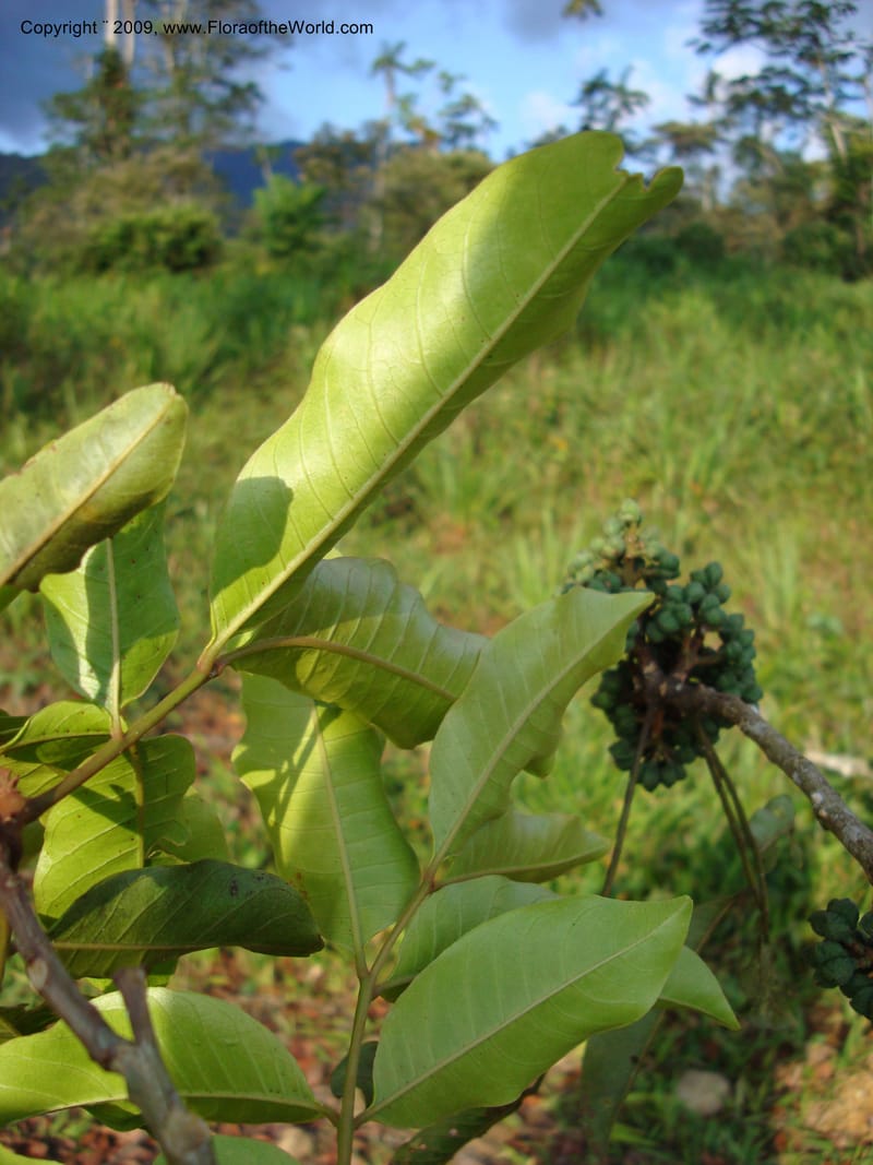 Zanthoxylum...DN15865,Ecuador.Prov.ZamoraC.Rio Wawaime Valley19Sep2007 057.jpg