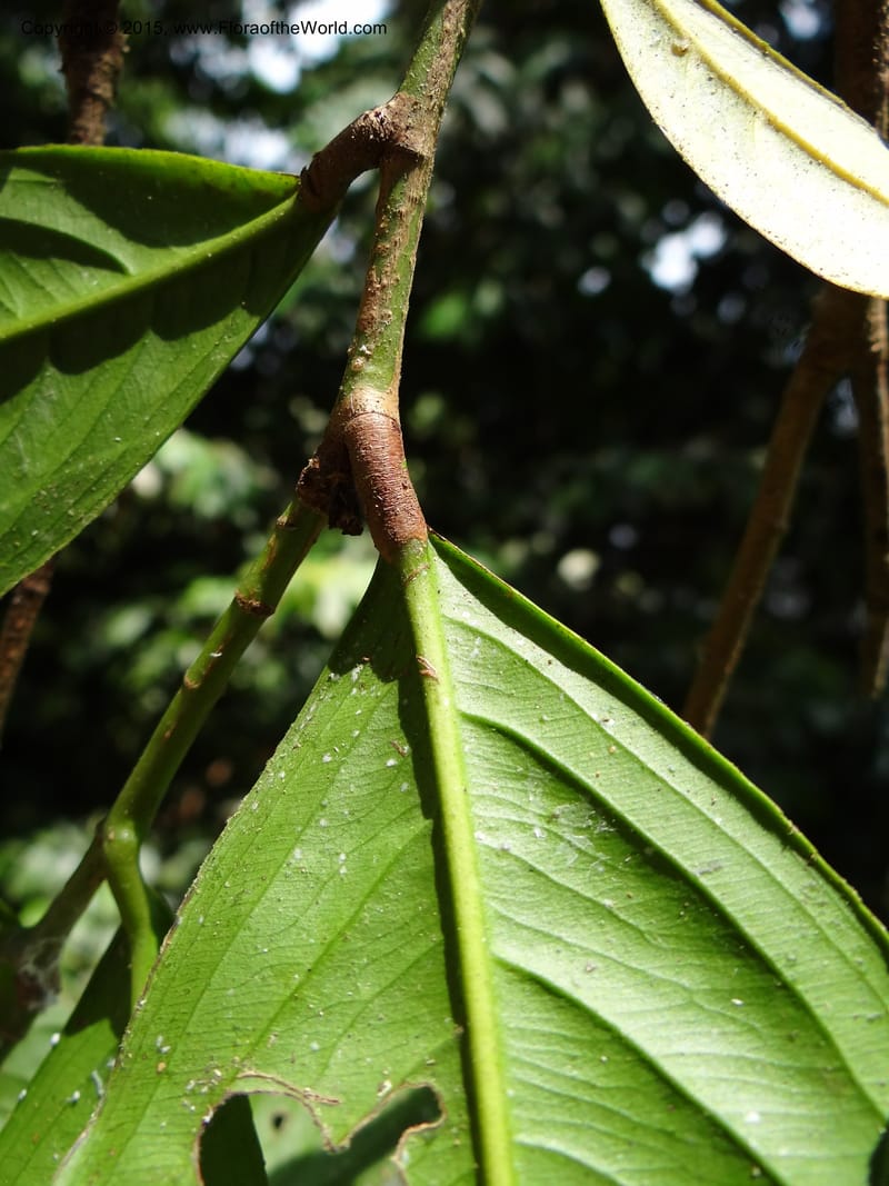 Ouratea, Hammel 26102--Costa Rica. Road into Ranchos Tinamu. 3 Mar 2012. DSC03548 (55).JPG
