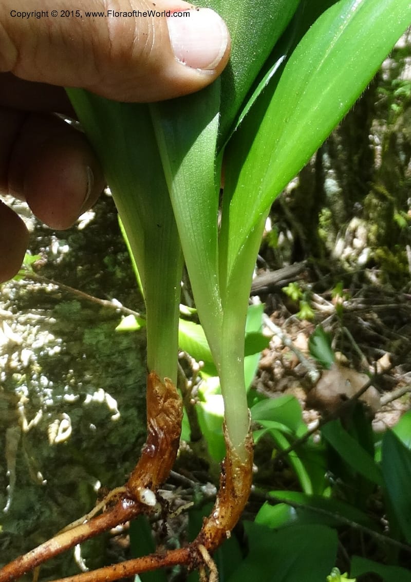 Clintonia borealis, Davidson, C 13070--North Carolina. Trans. Co. Devils Courthhouse. 21 May 2015. DSC07059 (30).JPG