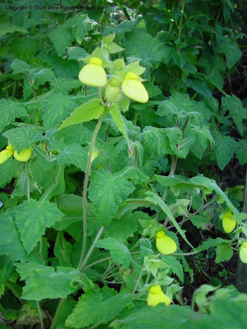 Calceolaria tomentosa, 36.1783--CA. UC Berkeley Bot. Gard. 10 Feb 03. 094.jpg