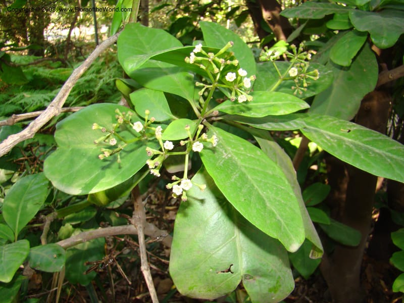 Pisonia umbellifera--Australia. Royal Botanic Garden, Melbourne. 19-20 Mch 08. 060.jpg