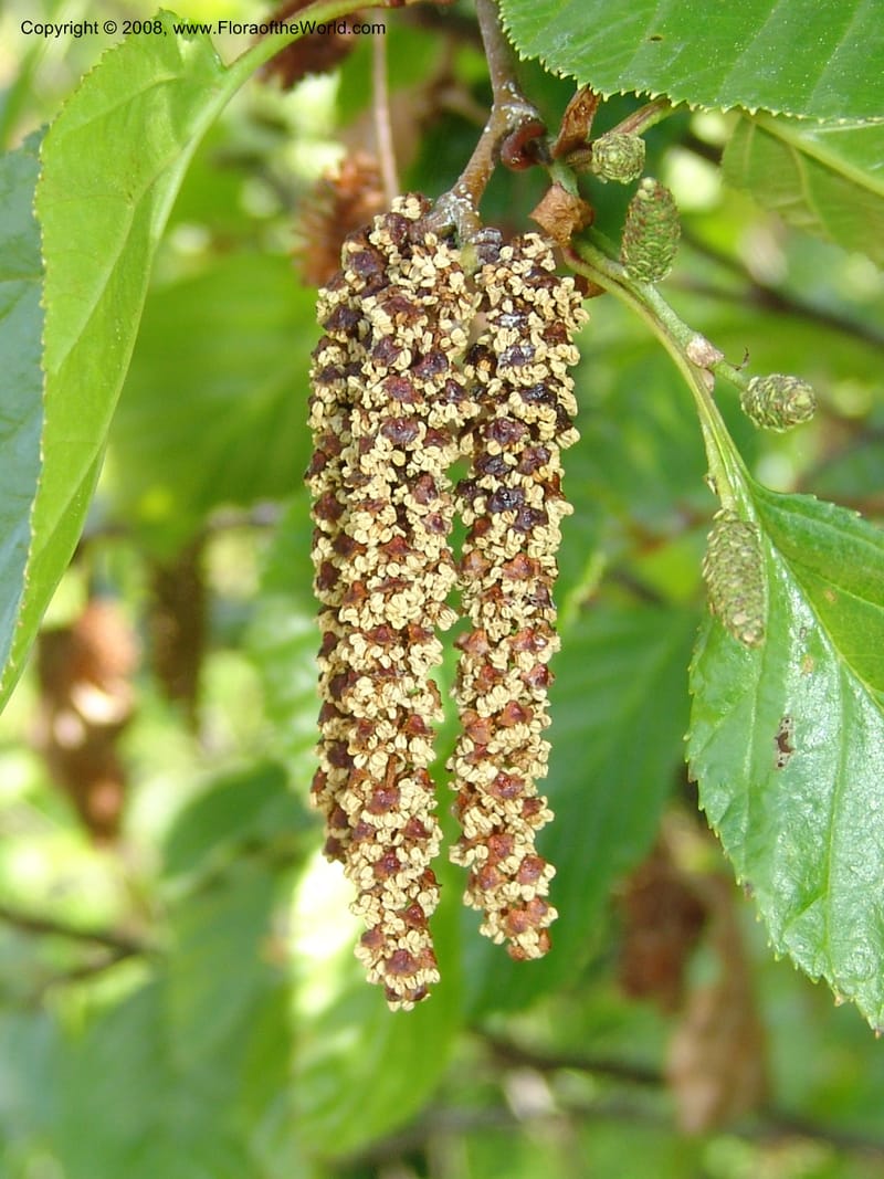 Alnus sinuata, CDavidson11075--ID. Valley Co. Crestline Trail Rd., N of Payette Lake. 15 Jun 07 077.jpg