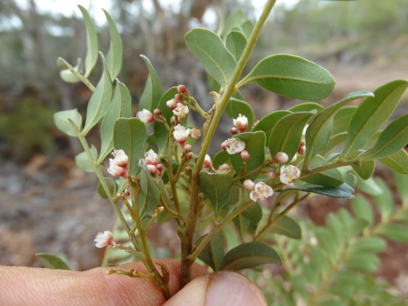 Guioa villosa, Callmander, M 1257--New Caledonia. Tiebaghi. 17 Nov 2015. DSC03437 (192).JPG