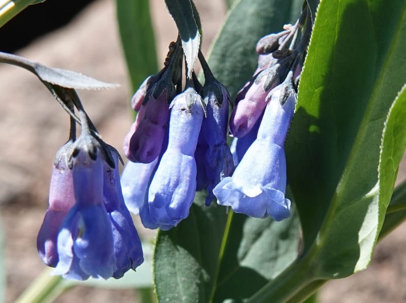 Mertensia ciliata, C. Davidson 13875--ID. Fremont Co. Sawtelle Pk. Stop 7. 30 Jul 2018. DSC08259 (3).JPG