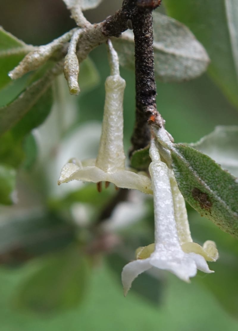 Elaeagnus umbellata, Tseng Yu-Hsin 1323--Taiwan. Dayaling jct on Highway 7. 21 May 2016. DSC03612 (13).JPG