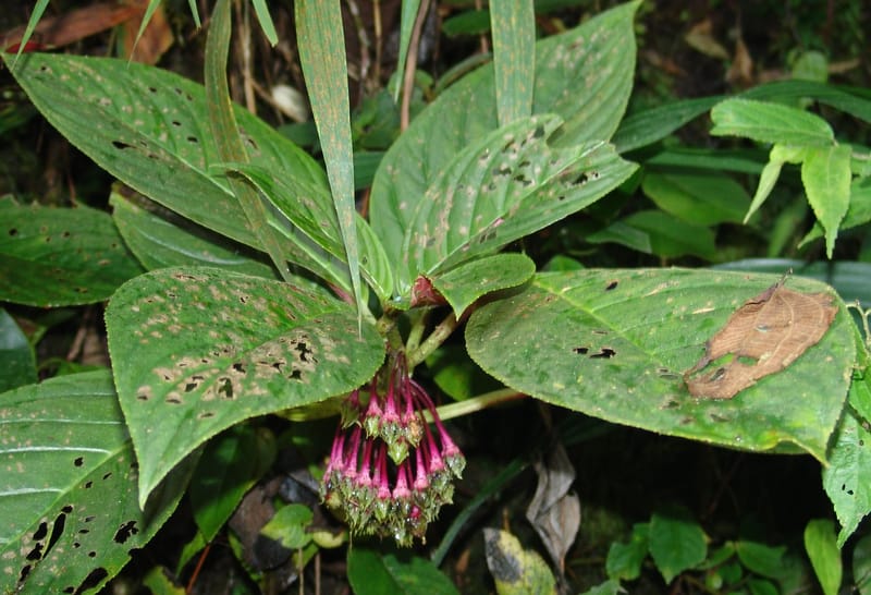 Columnea strigosa, Croat, T 94640--Ecuador. Prov. Pichincha. Nono-Tandayapa. 14 Feb 05. 285a (3).jpg