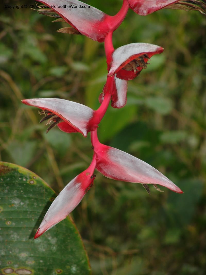 Heliconia griggsiana, Croat94560--Ecuador. Prov. Pichincha. Tandayapa-Nono. 13 Feb 05. 150.jpg