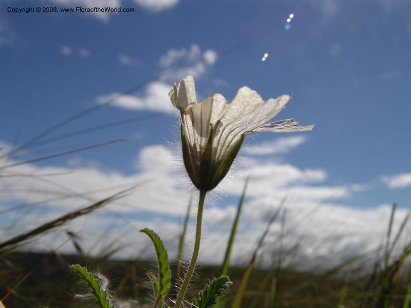 Monsonia praemorsa--So.Africa. E. Cape. Umtamvuna Nat. Res. 11 Mch 05. 309.jpg