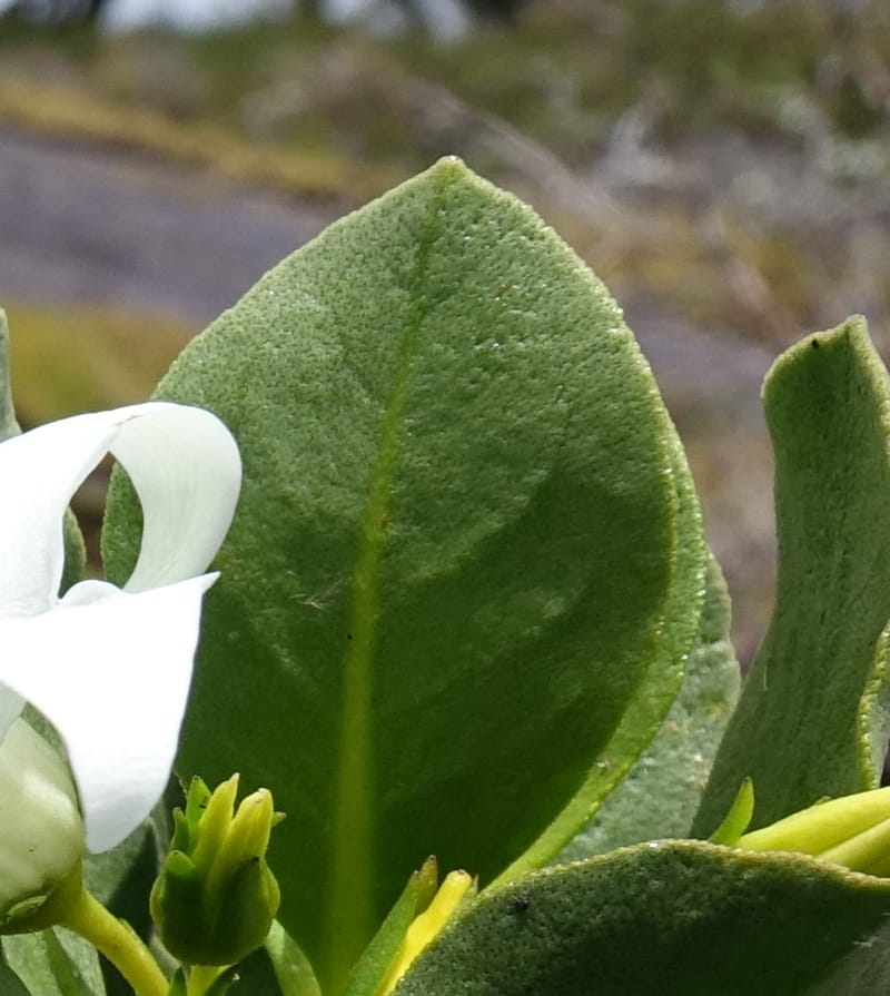 Anthocercis viscosa, Davidson, C 13498--Australia. W. A. Two People's Bay Nat. Res. 29 Oct 2016. DSC06475 (66).JPG