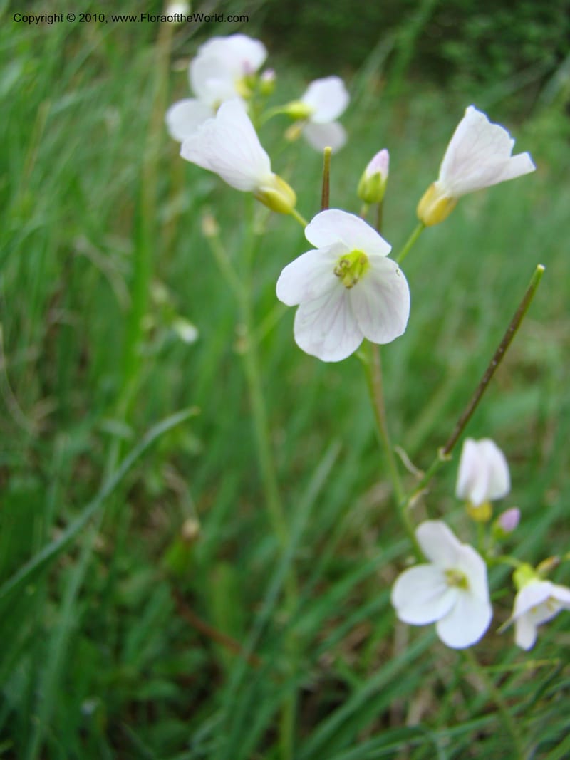 Rorippa, C. Davidson 11200--Slovenia, Notranjska Region, Meadow near Planina at Unica River, 16 May 2008018 (11).jpg