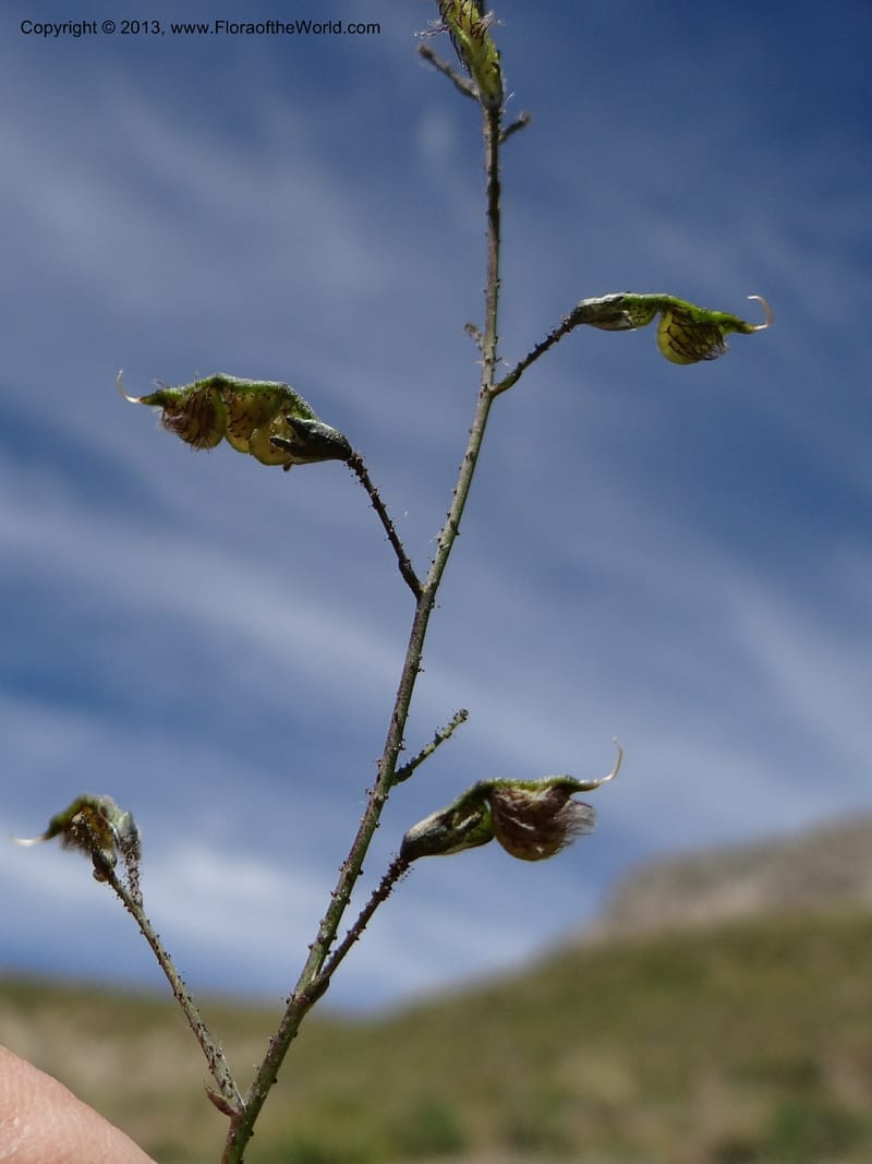 Adesmia, WDS 34191--Chile. Cta. 115. La Laguna. 22 Feb 2013. DSC02595 (60).JPG