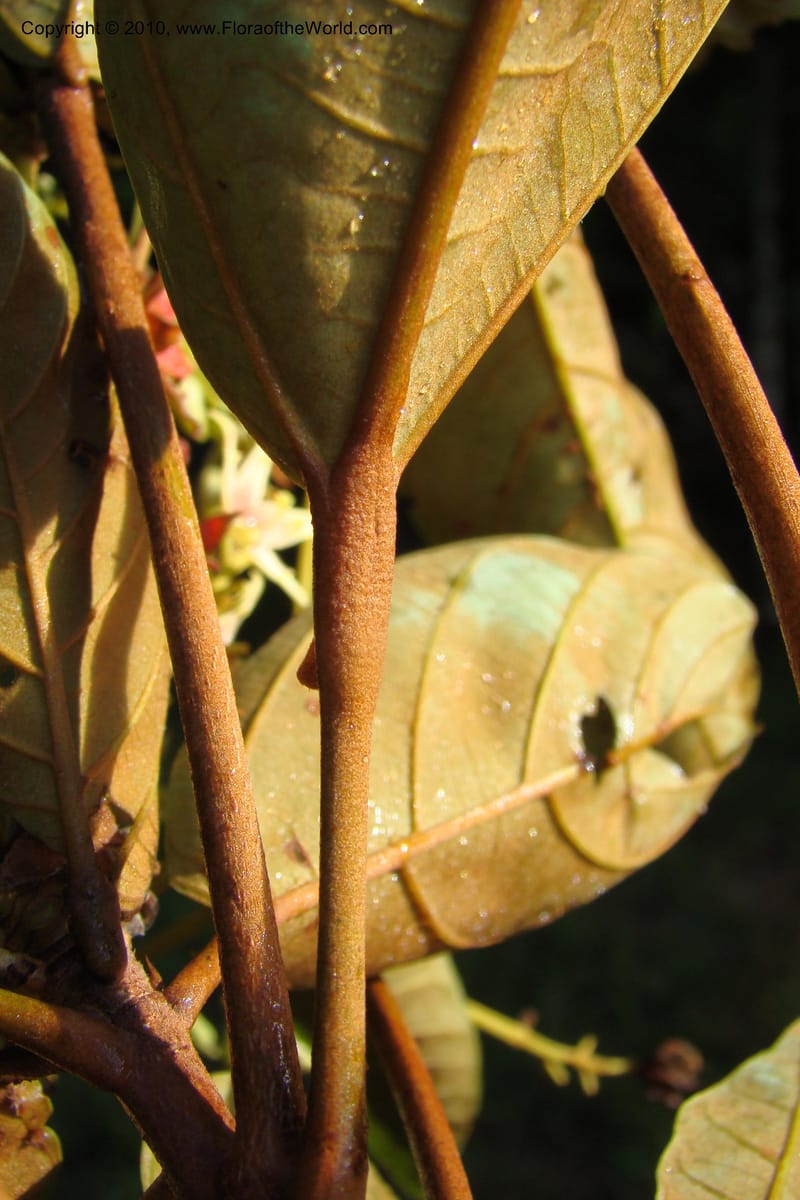 Sterculia villifera, Mori, 27339--French Guiana. Les Nouragues Station. 27 Oct 09. 057.jpg