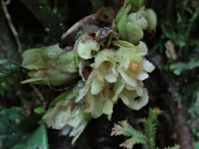 Pentaphragma cyrtandriforme, Davidson, C 12738--Sabah. Mt. Kinabalu. Bundu Tuhan Trail. 11 Oct 2014. DSC04153 (86).JPG