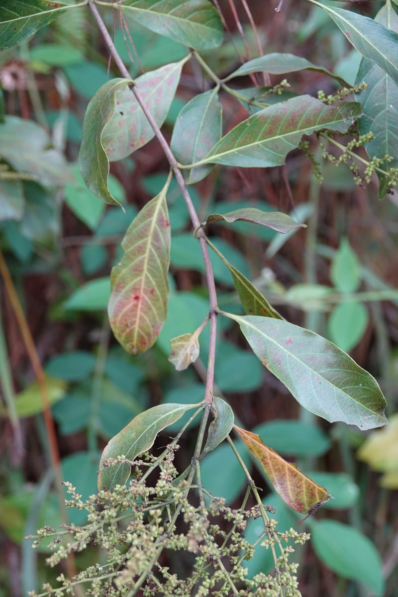 Wendlandia ligustrina, D. Boufford 44129--China. Yunnan. Meizi Lake Park. 3 May 2018. DSC01424 (216).JPG