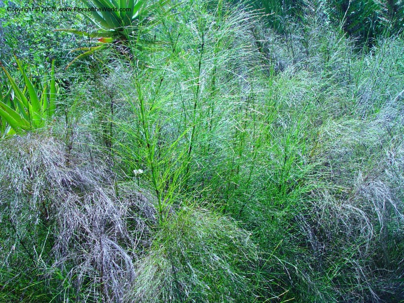 Ischyrolepis subverticillata--So. Africa. Cape Province. Stellenbosch Bot. Gard. 21 Nov 02. 004.jpg
