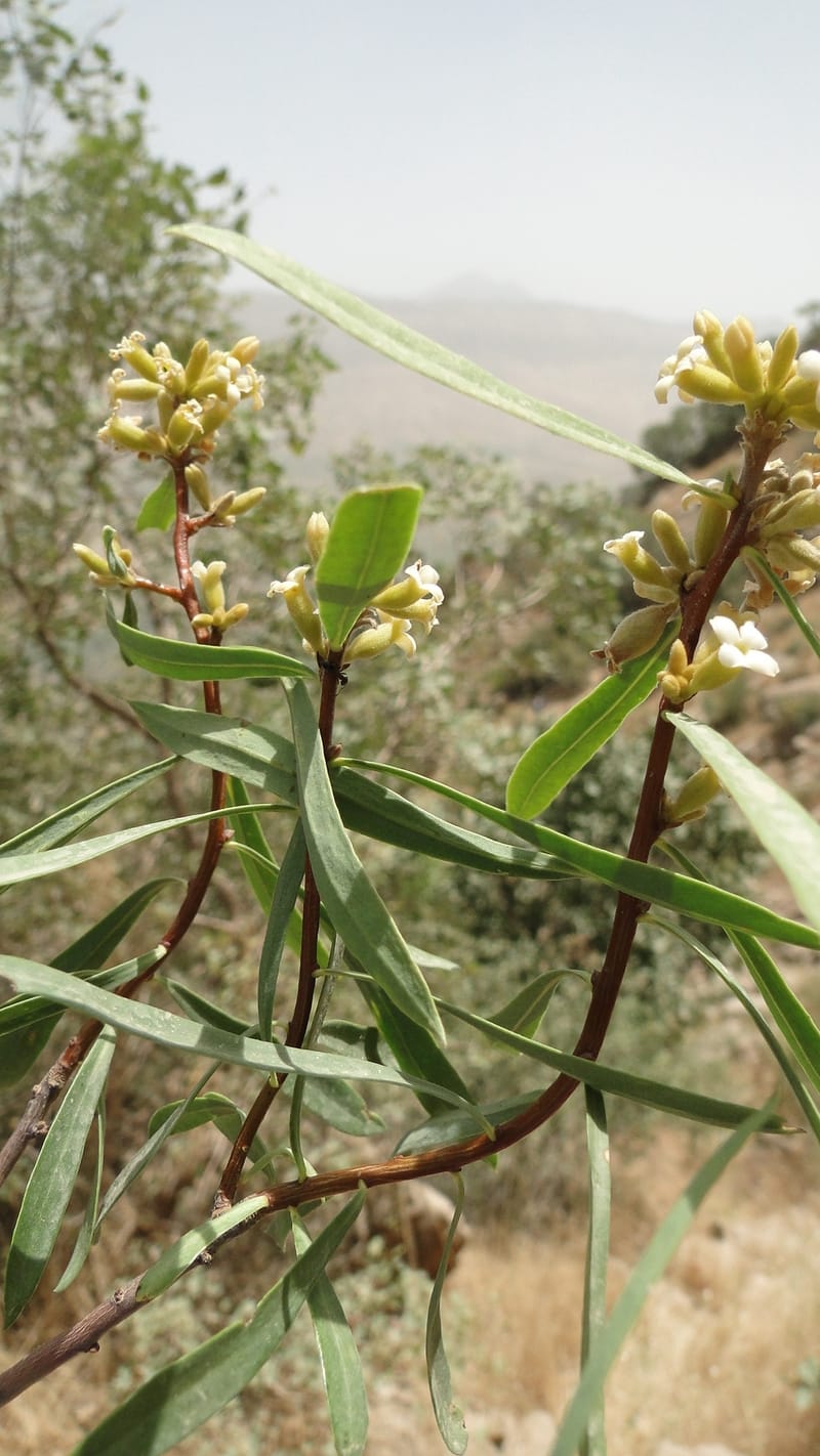 Daphne mucronata, A. G. Miller 128.3--Iraq. Kurdistan. Shakh-i Pira Magun. 10 June 2010. 131 (12).jpg