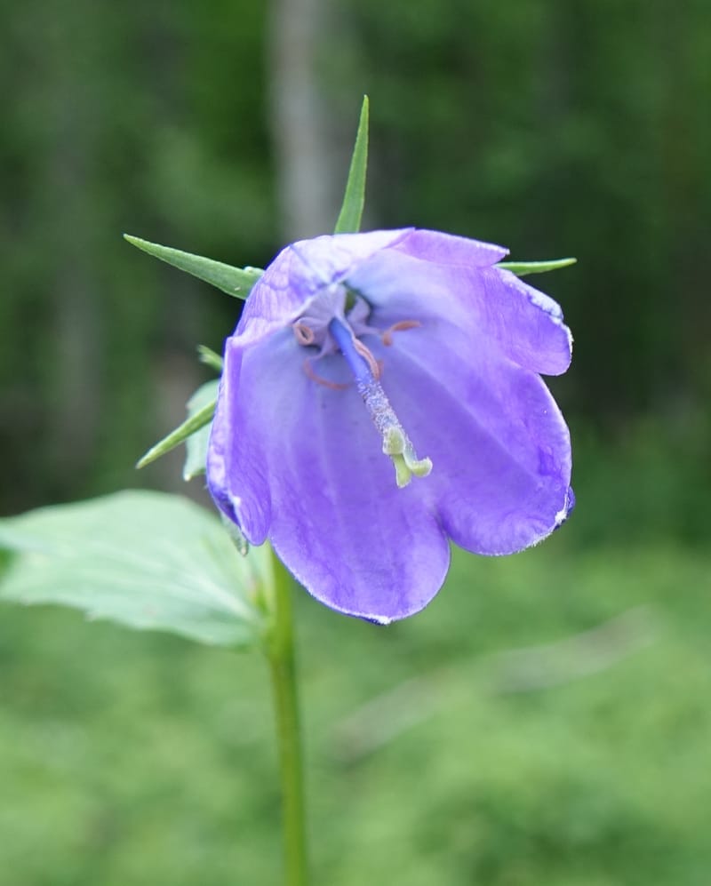 Campanula rhomboidalis, Davidson, C 13268--Switzerland. Valais. 6 km from Gletsch. 2 Jul 2016. DSC08136 (3).JPG
