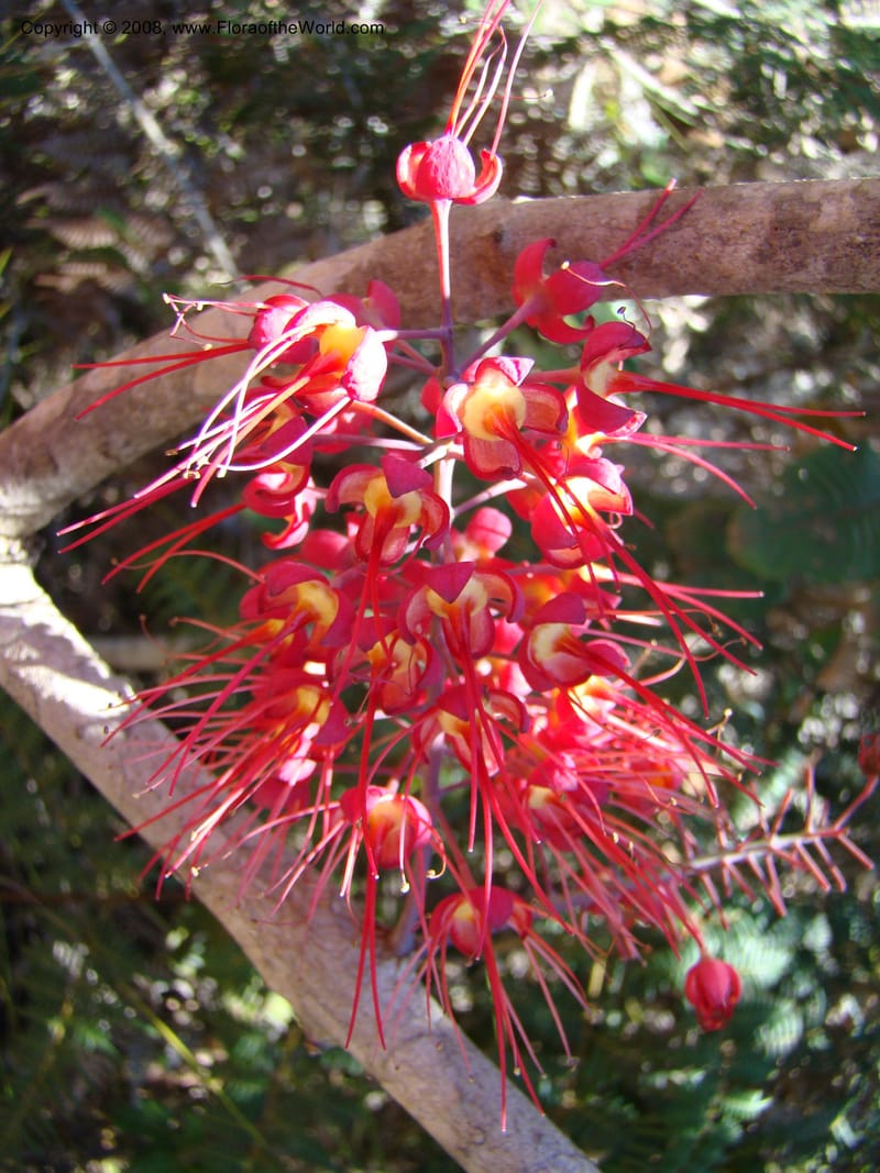 Geissois, JMunzinger4673--N.Caled. Dumbea Dam, Dumbea Riv, S of Noumea. 11 Nov 07. 120.jpg