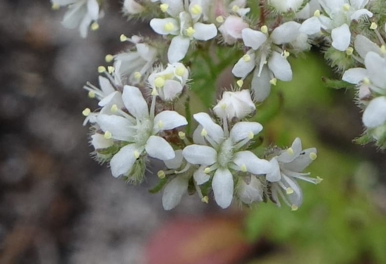 Eremosyne pectinata, Davidson, C 13494--Australia. W. A. Two People's Bay Nat. Res. 29 Oct 2016. DSC06475 (9).JPG