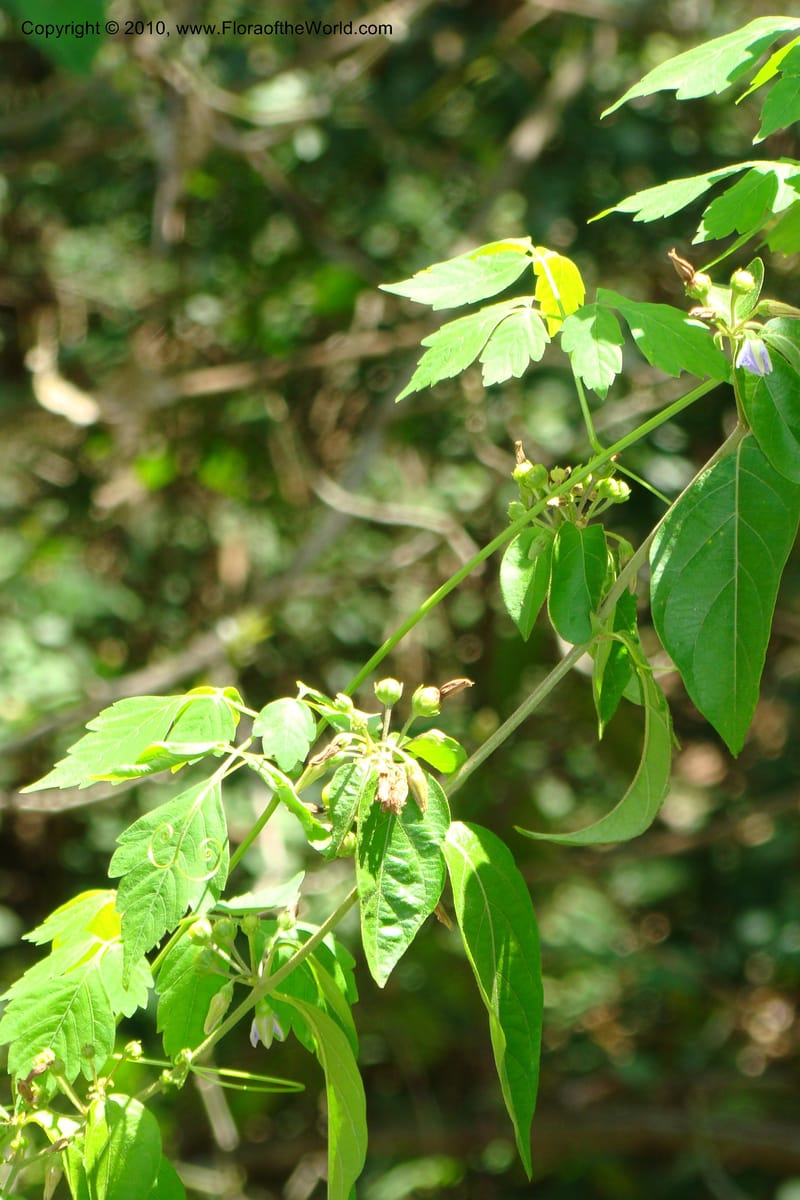 Lycianthes, B. Hammel 25174--Costa Rica. Prov. San Jose. 20 April 09. 045.jpg