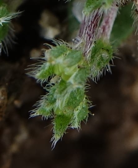 Microcaryum pygmaeum, D. Boufford 44021--China. Sichuan. Daocheng Xian. 14 Aug 2017. DSC05676 (290).JPG
