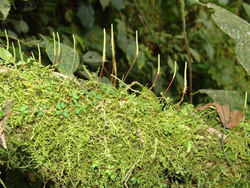 Peperomia, Croat93529--Ecuador. Prov. Napo. E of D. de Pineda. 17 Aug 04. 004.jpg