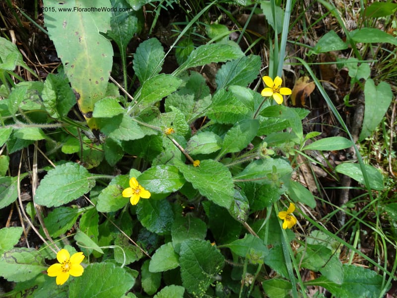 Chrysogonum virginianum, Davidson, C 13044--South Carolina. Oconee Co. Brasstown Cr. 19 May 2015. DSC06413 (26).JPG