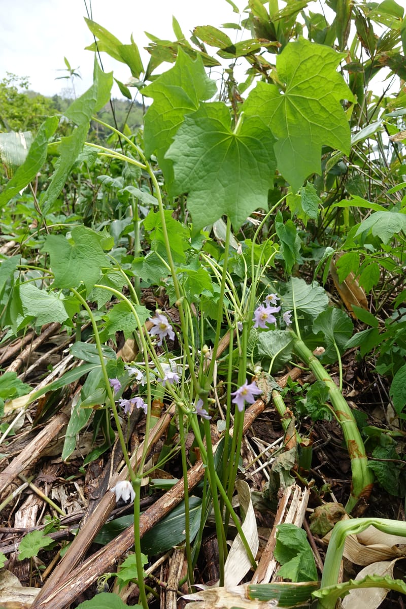 Ranzania japonica--Japan. Myoko Kenmin-no-mori. Hiuchiyama Trial. 27 May 2016.  (165).JPG