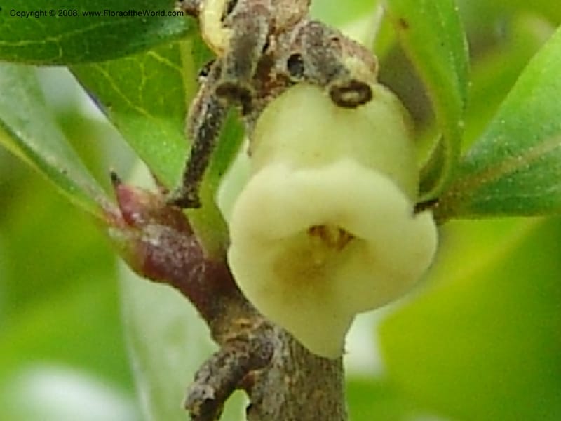 Diospyros palmeri, 90.2460--CA. UC Berkeley Bot. Garden. 31 May 07. 349.jpg
