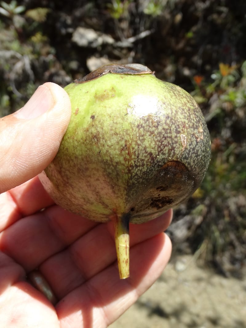 Strasburgeria robusta, Lowry, P 7371--New Caledonia. Mont Dzumac. 12 Nov 2015. DSC01563 (171).JPG