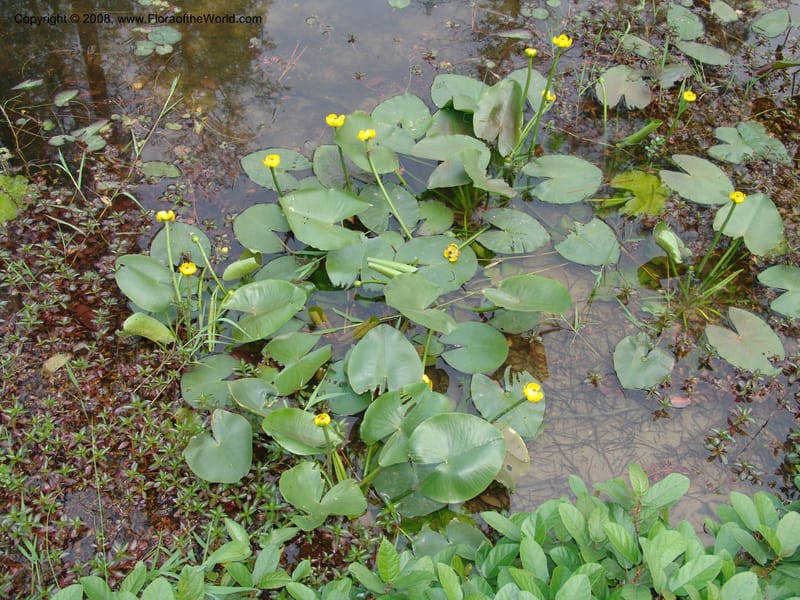 Nuphar pumila--China. Hubei. Wuhan Botanical Garden. 20 Apr 07. 126.jpg