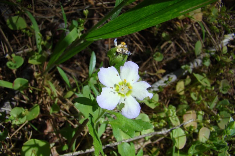 Nemophila kirtleyi, C. Davidson 11358--Idaho. Idaho Co. Salmon River. Polly Bemis Ranch. 27 May 2009. 342.jpg