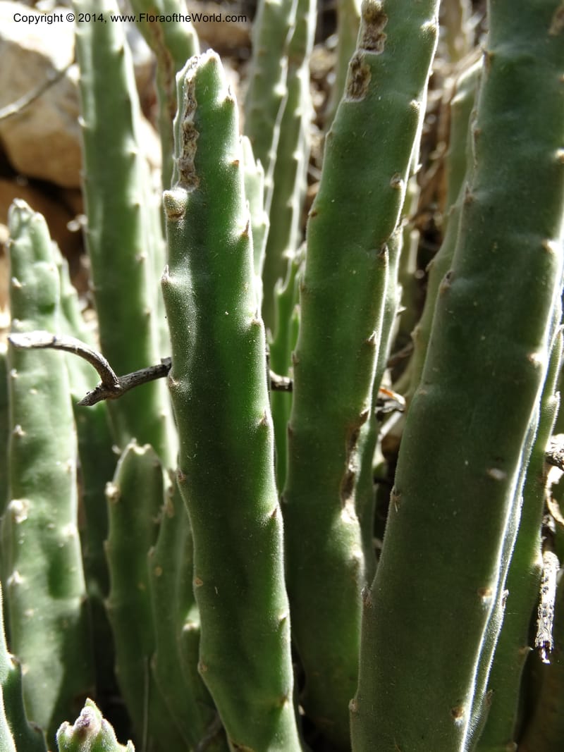 Stapelia hirsuta, Davidson, C 12254--South Africa. Western Cape. Swartberg Pass Rd. 19 Jan 2014. DSC00537 (27).JPG