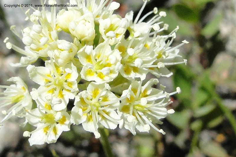 Zigadenus paniculatus, C. Davidson 11861--Idaho. Valley Co. Lick Creek Rd. 4 July 2011. 070 (13).jpg