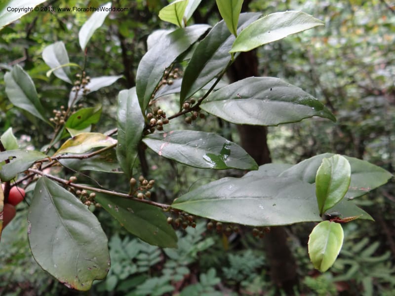 Maesa japonica, Davidson, C 12004--China. Anhui Prov. San Qing Shan. 4 Jun 2012. DSC01825 (130).JPG