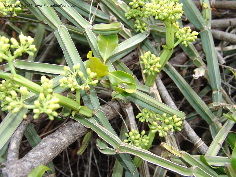 Cissus quadrangularis, ZRogers1099--Madag. Prov. Antsir. Montagne de France. 6 Nov 06. 094 (9).jpg