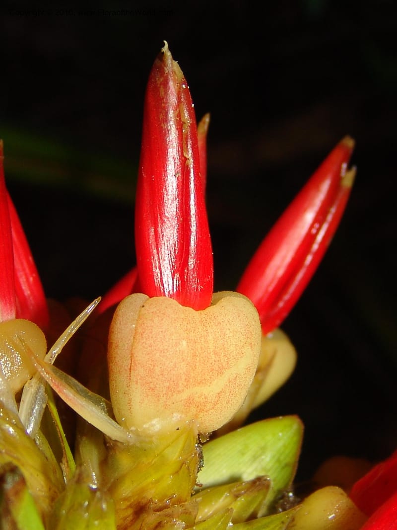 Calathea, Croat 96199--Ecuador. Edo. Guaya. Manglares Churute Ecol. Res. 21 Mar 06. 189 (3).jpg