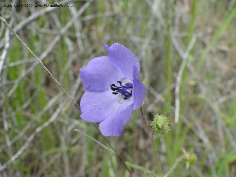 Pholistoma auritum, C. Davidson 11717--California. Santa Barbara Co. 4 April 2010 015 (13).jpg