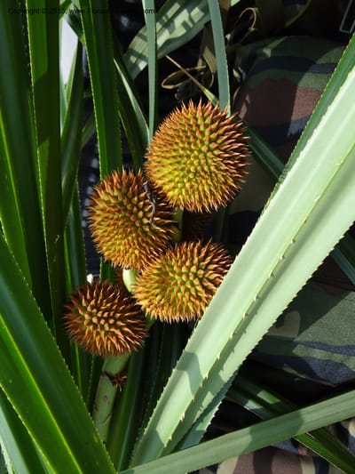 Cluster of spiky syncarps nestled among long, serrate leaves