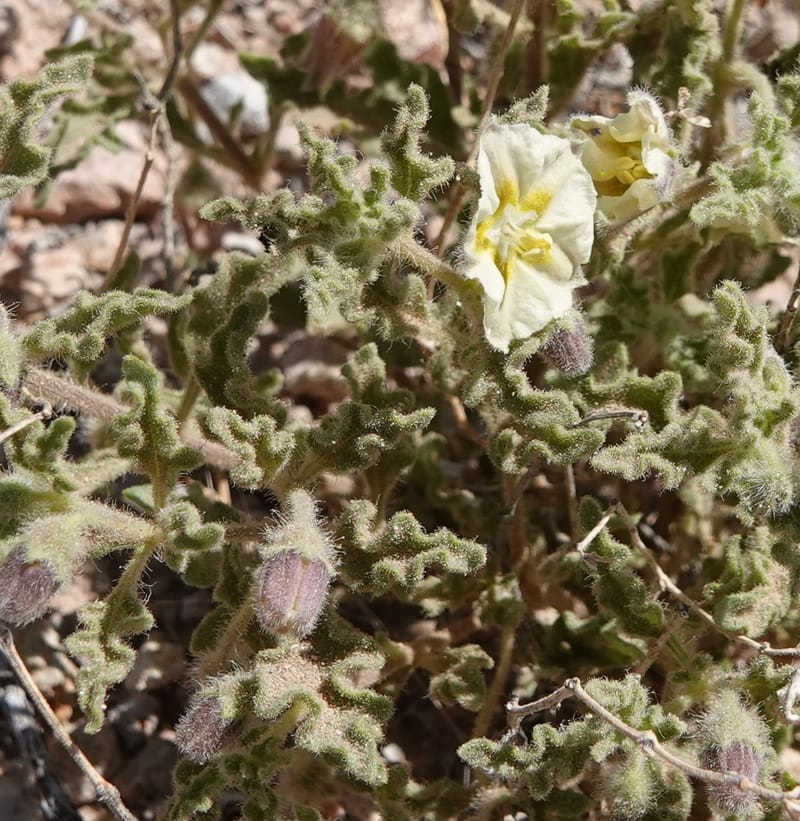 Chamaesaracha sordida, C. Davidson 13996--AZ. Cochise Co. Geronimo Trail Rd. 10 Apr 2019. DSC07357 (45).JPG