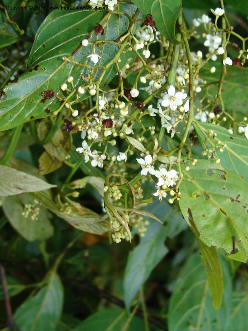 Nectandra, Croat 95965--Ecuador. Edo. Pichincha. Bosque Nublado Sta. Lucia. 14 Mar 06. 005 (10).jpg