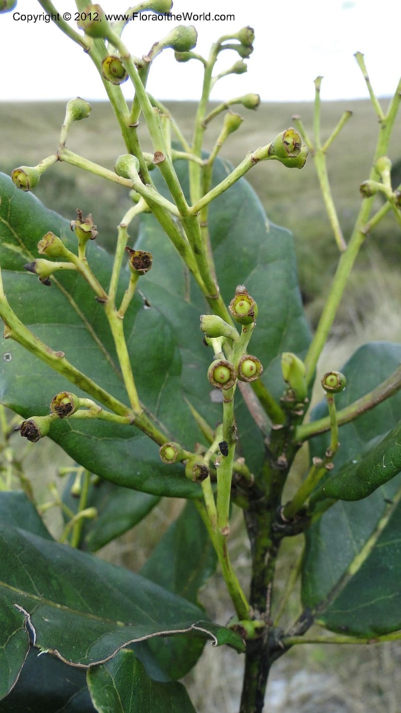 Ocotea, D. Ravelonarivo 3390--Madagascar. E of Ambositra toward Antoetra. 2 May 2010 325 (2).jpg