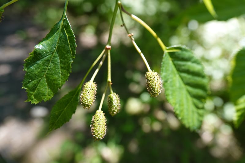 Alnus viridis subsp. fruticosa, C. Davidson 13827--ID. Shoshone Co. Hobo Cedar Grove. 9 Jul 2018. DSC06256 (173).JPG