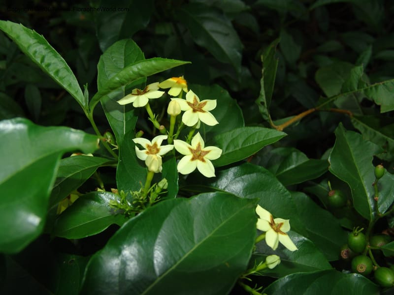 Mussaenda arcuata--So. Africa. Lowveld Nat. Bot. Gard. 14 Mch 05. 358.jpg
