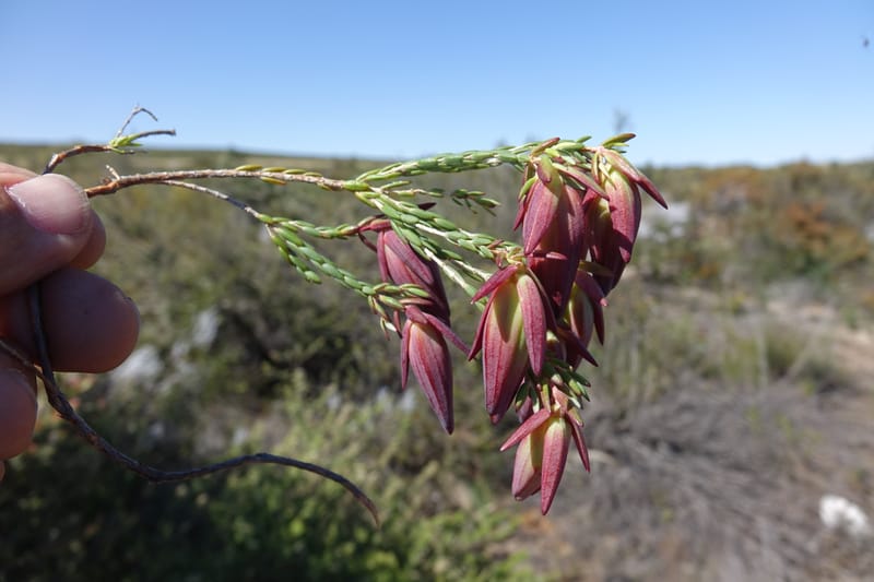 Darwinia speciosa, Davidson, C 13415--Australia. Kingia locality. 23 Oct 2016. DSC04566 (110).JPG