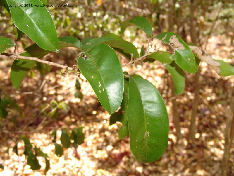 Lepisanthes perrieri, ZRogers1160--Madag. Prov. Antsir. Parc Nat. Ankarana. 10 Nov 06. 139 (5).jpg