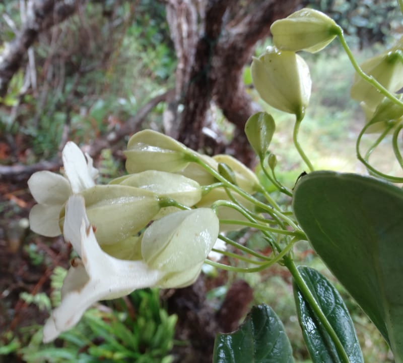 Oxera crassifolia, Munzinger, J 7429--New Caledonia. Mont Humboldt. 14 Nov 2015. DSC02401 (268).JPG