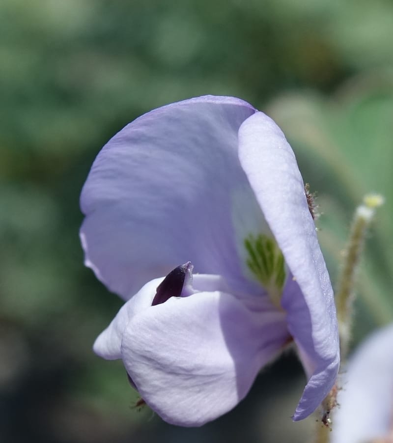 Poissonia heterantha, Fortunato 13088--Argentina. Hwy 150 W of Jachal. 5 Feb 2018. DSC08346 (47).JPG